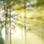 Wald im Abendlicht